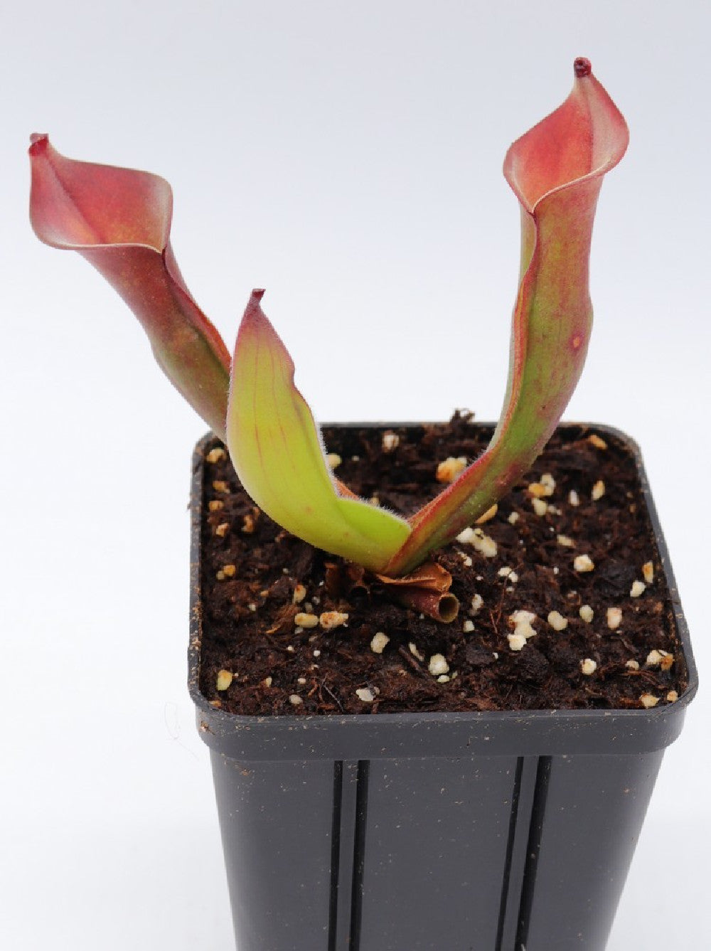 Heliamphora exappendiculata x pulchella , Akopan tepui
