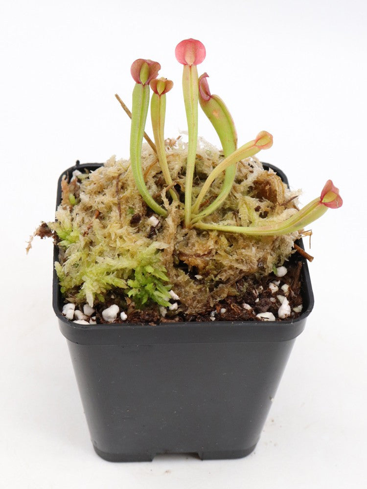 Heliamphora folliculata