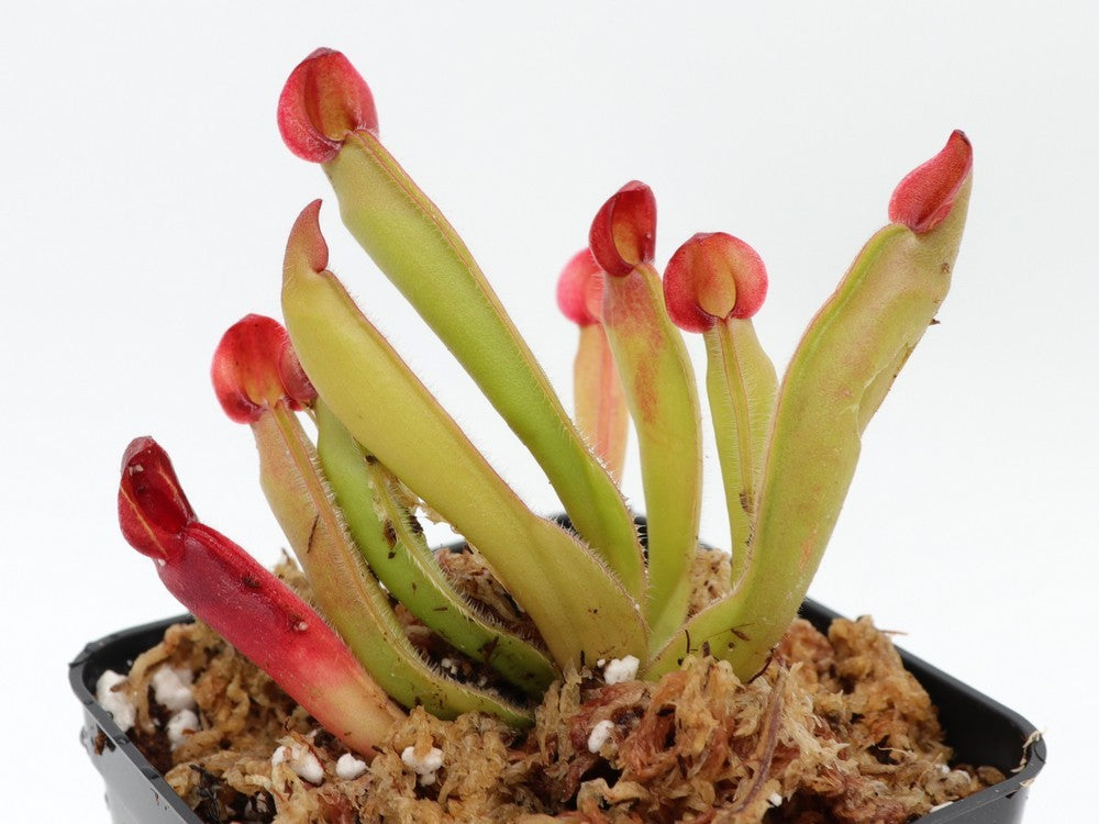Heliamphora heterodoxa x ionasii