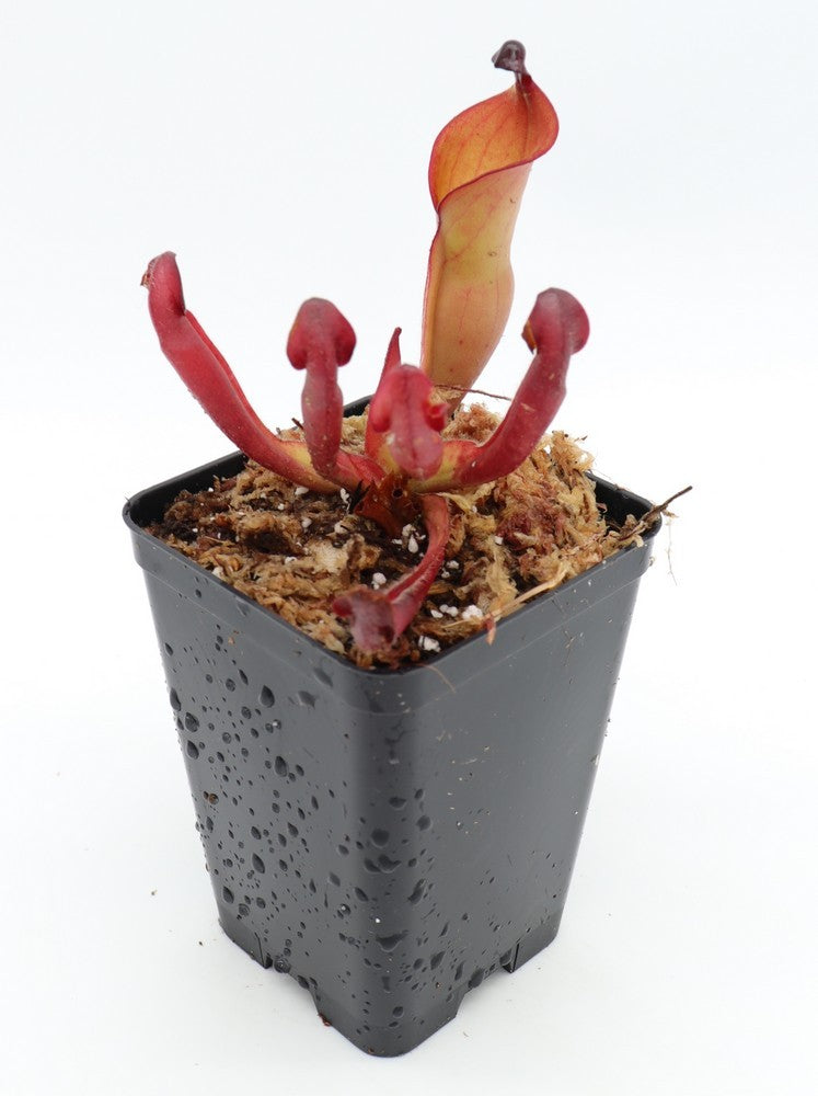 Heliamphora heterodoxa x ionasii
