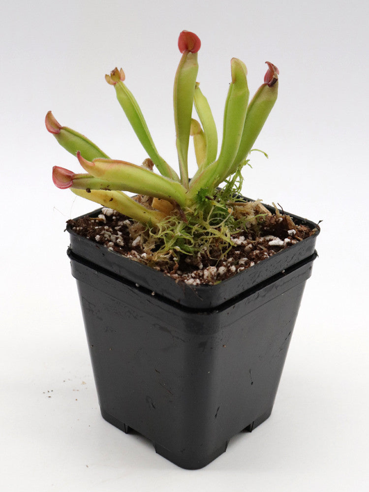 Heliamphora heterodoxa x ionasii