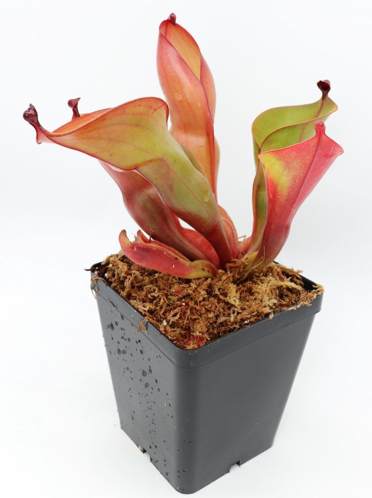 Heliamphora heterodoxa x ionasii