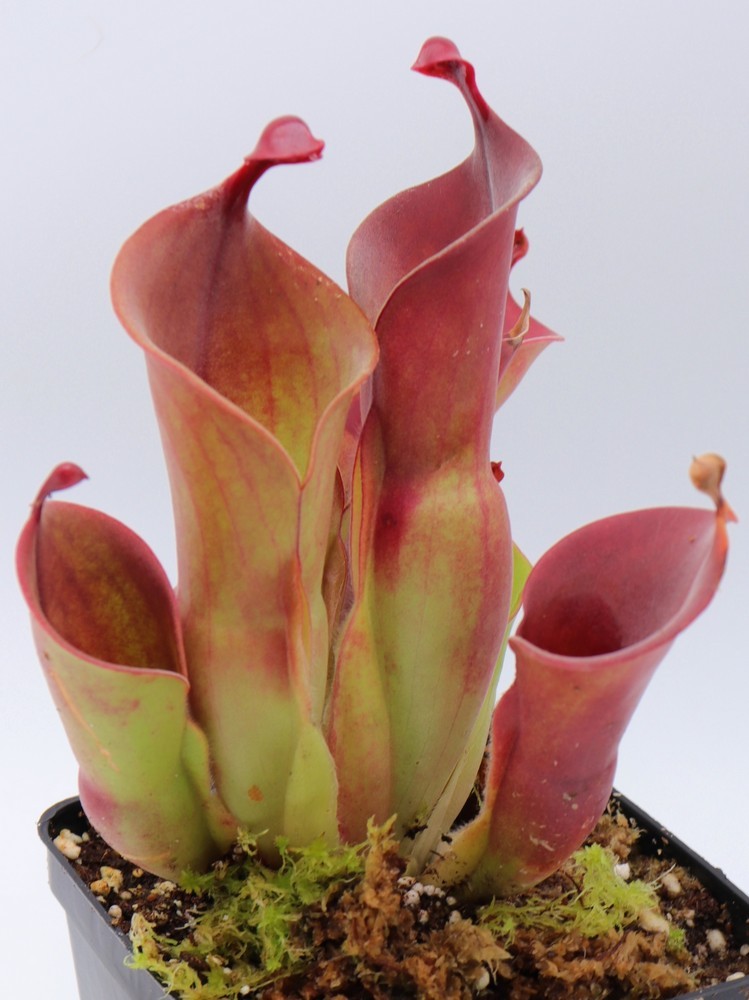 Heliamphora heterodoxa x minor