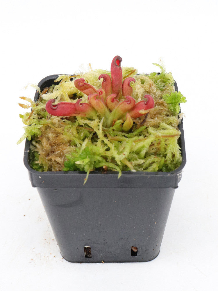 Heliamphora hispida Cerro Neblina, Venezuela