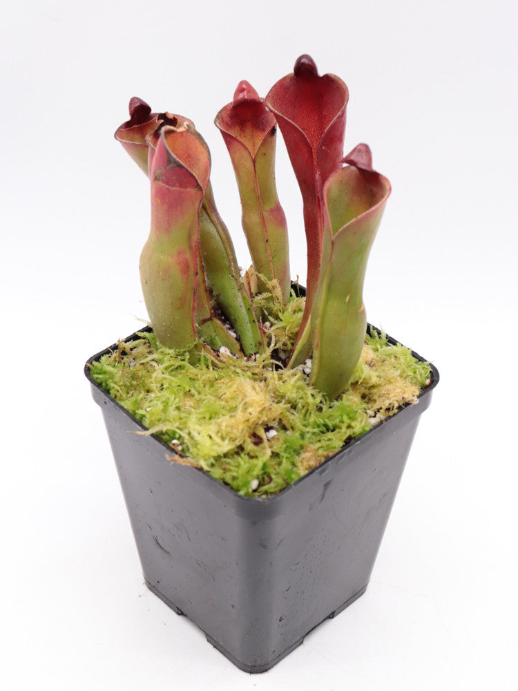 Heliamphora huberi Angasima Tepui x parva