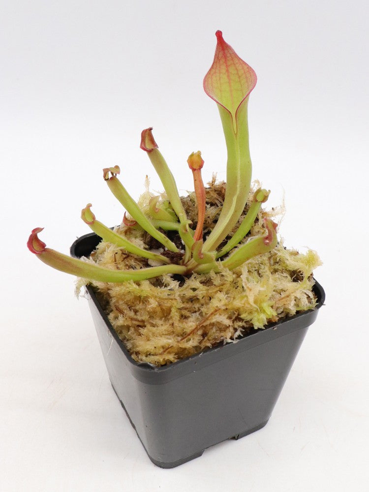 Heliamphora huberi Akopan Tepui, Venezuela