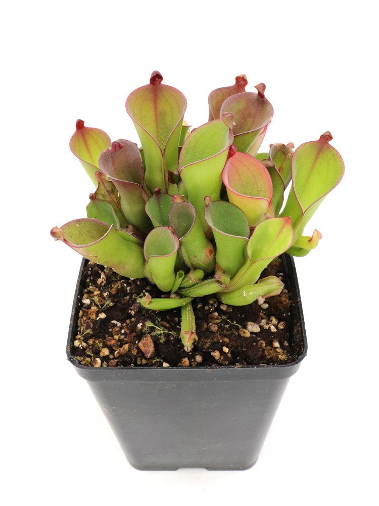 Heliamphora huberi   Amuri Tepui, Venezuela