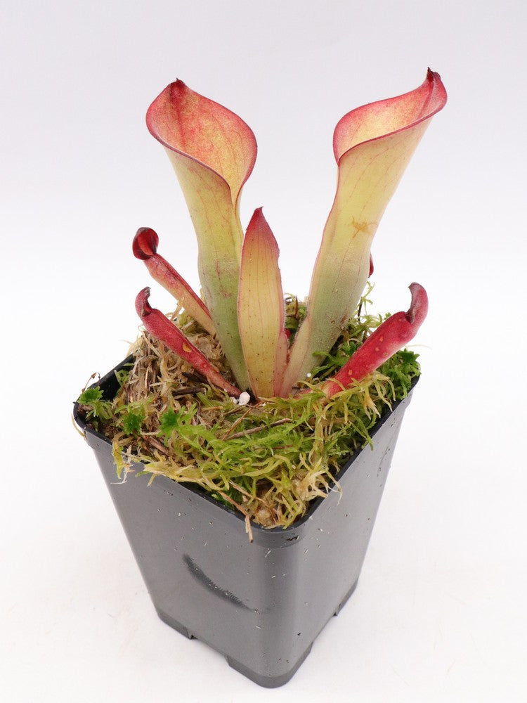 Heliamphora hybrid clone1