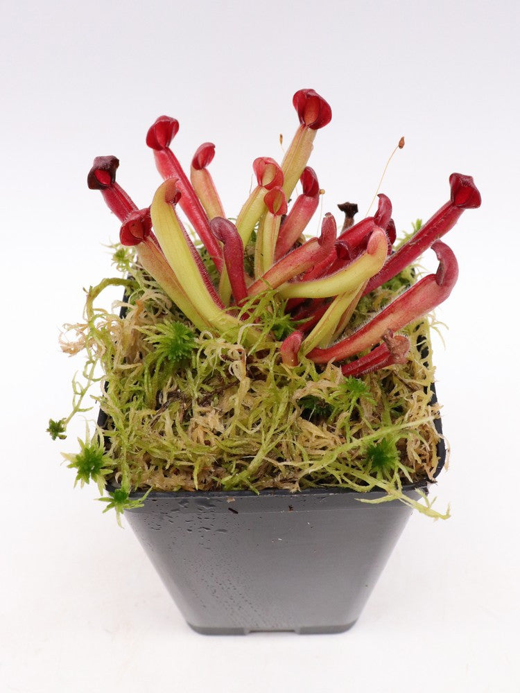 Heliamphora hybrid clone1