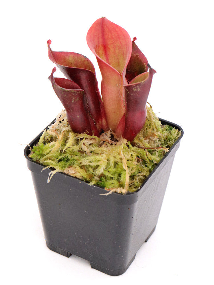 Heliamphora minor "Big Orange"