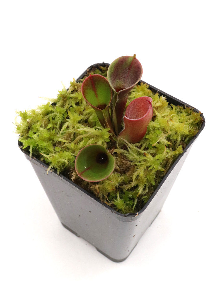 Heliamphora minor "Burgundy black"