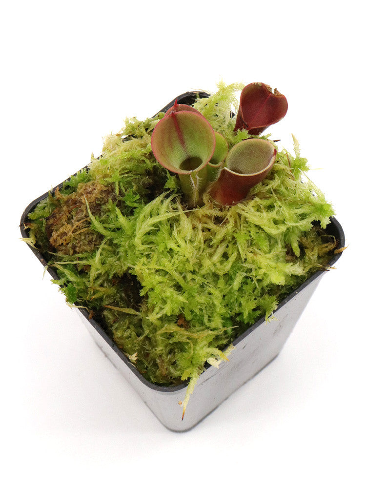 Heliamphora minor "Burgundy black"