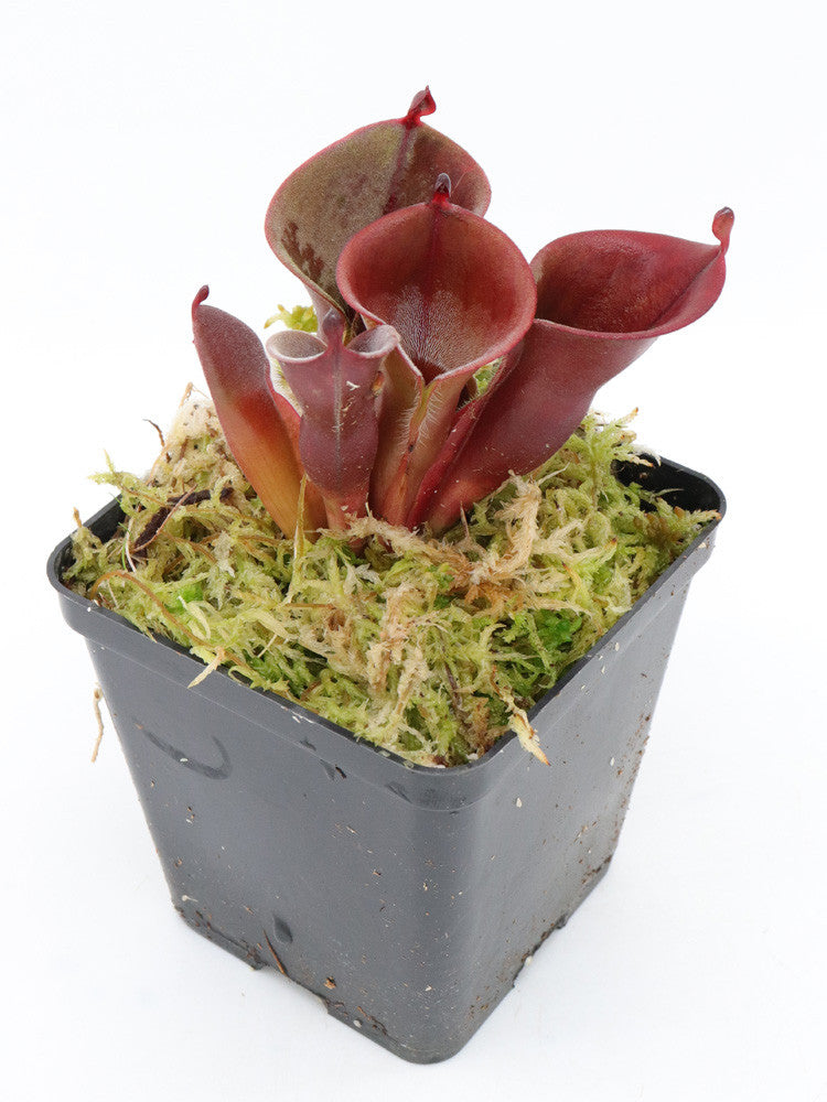 Heliamphora minor "Silk" Luna Tepui, Venezuela