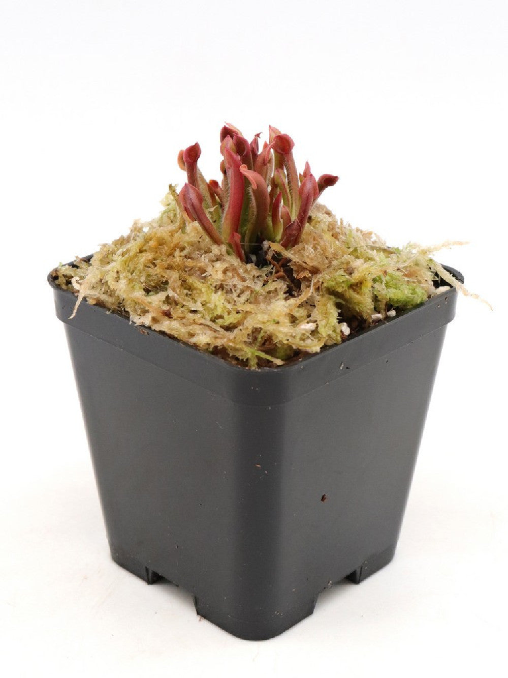 Heliamphora minor "Diflora clone"
