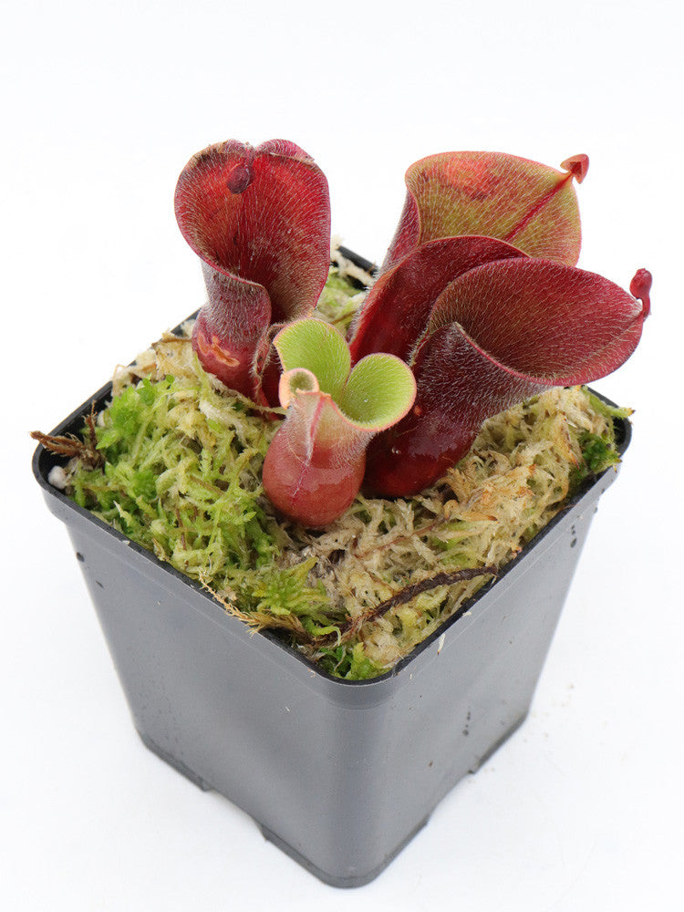 Heliamphora minor var. pilosa MS "Giant"