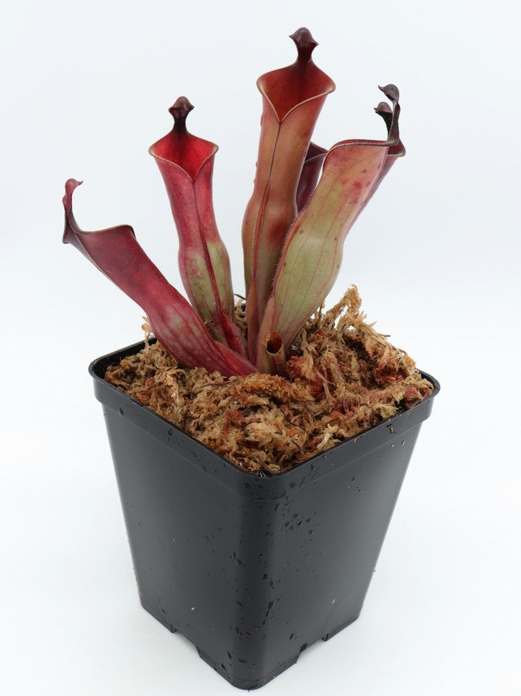 Heliamphora neblinae (JN) x purpurascens (ISC)