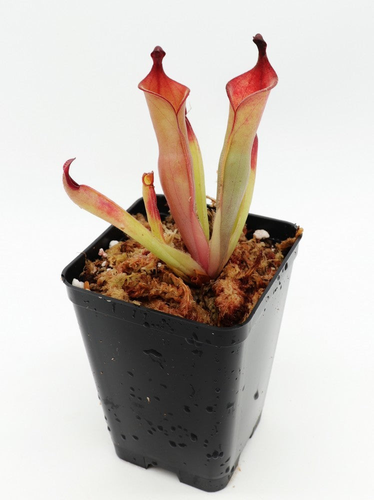Heliamphora neblinae (JN) x purpurascens (ISC)
