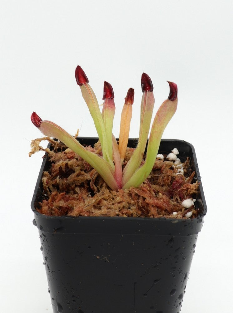 Heliamphora neblinae (JN) x purpurascens (ISC)