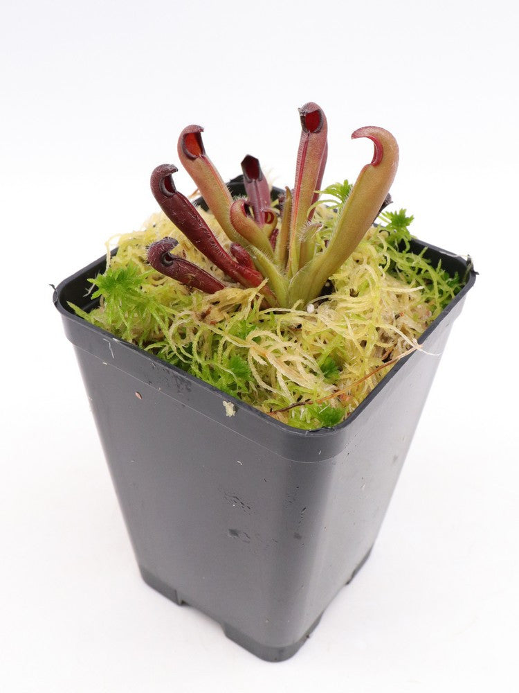 Heliamphora neblinae Mysterious Giant