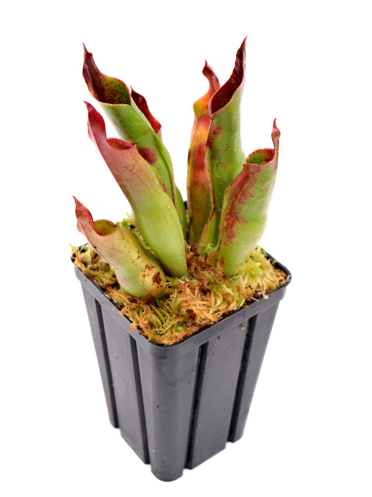 Heliamphora neblinae x sarracenioides Clone 1