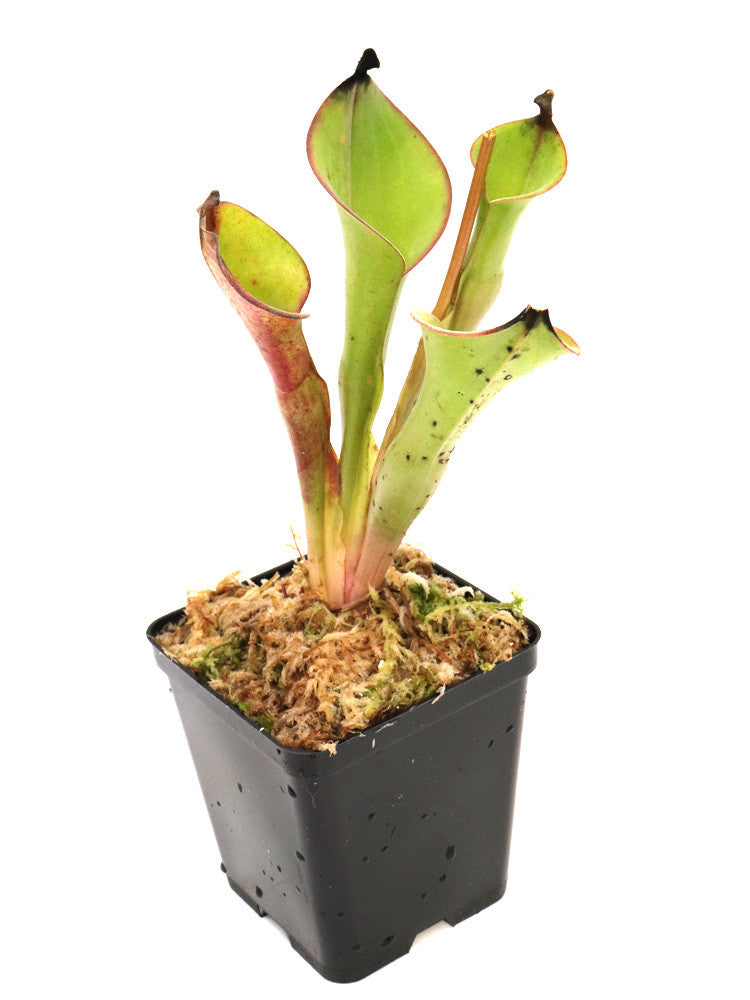 Heliamphora nutans , Roraimita tepui