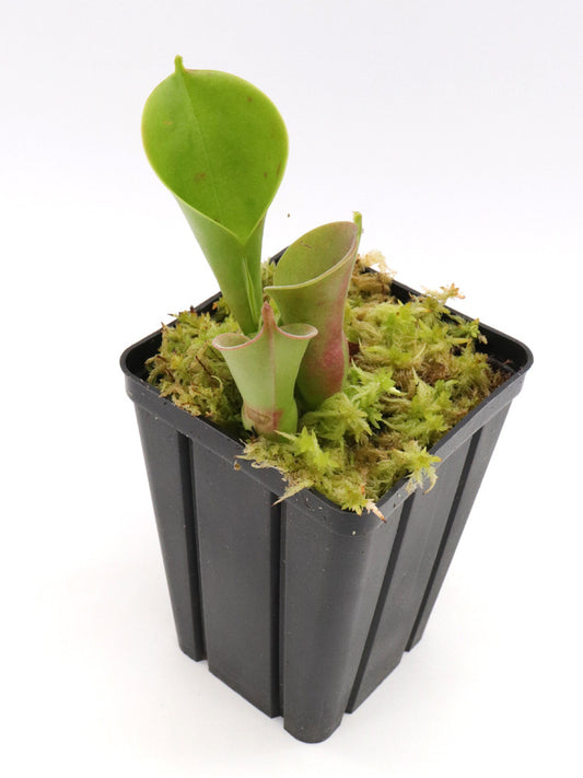 Heliamphora nutans x heterodoxa