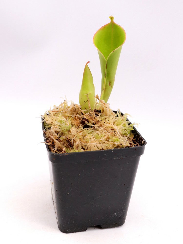 Heliamphora nutans x heterodoxa