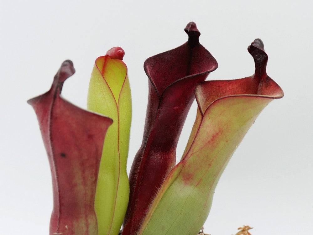 Heliamphora parva x purpurascens (ISC)