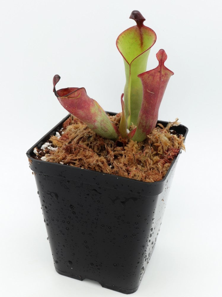 Heliamphora parva x purpurascens (ISC)