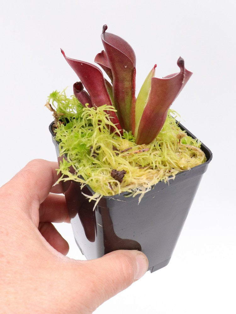 Heliamphora pulchella  Apacapa Tepui