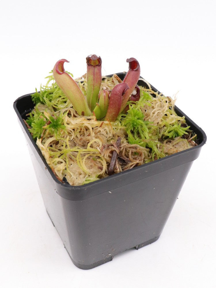 Heliamphora pulchella  Apacapa Tepui