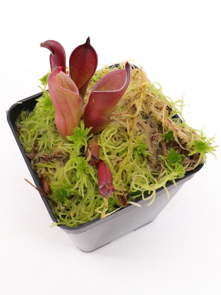 Heliamphora pulchella  Apacapa Tepui
