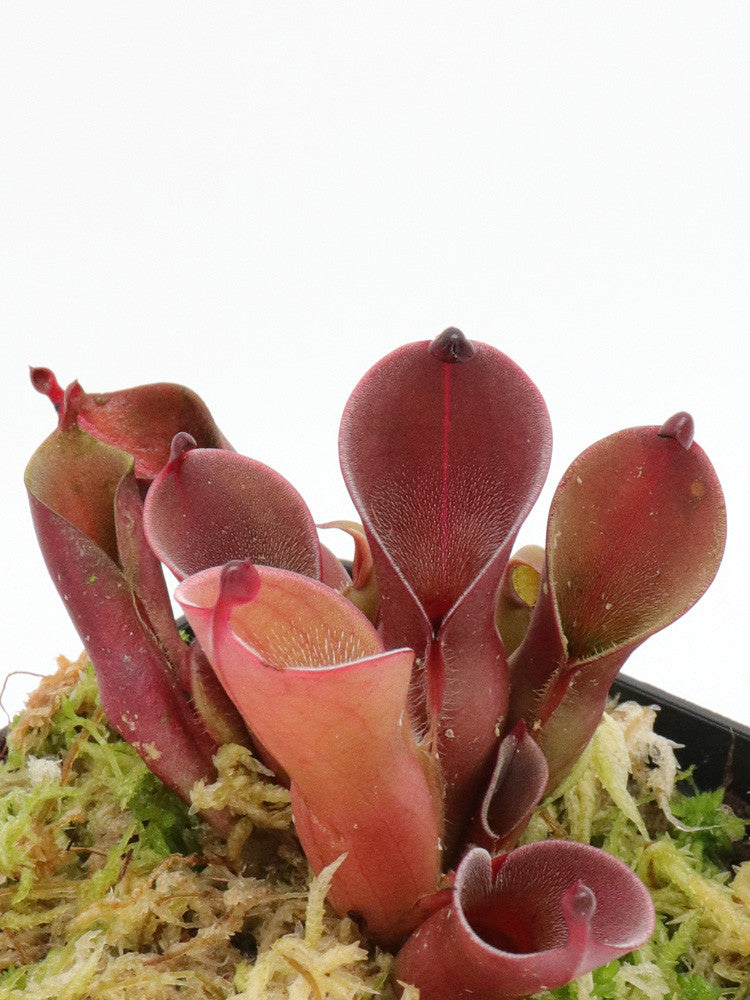 Heliamphora pulchella Churi Tepui, Venezuela