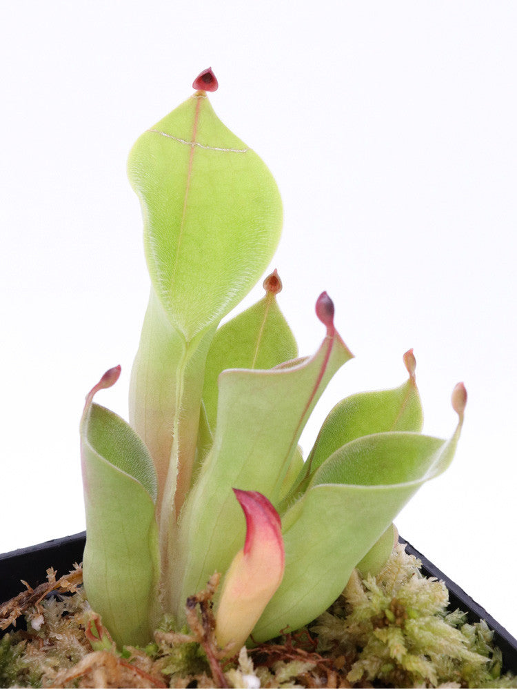 Heliamphora pulchella Akopan tepui Green form