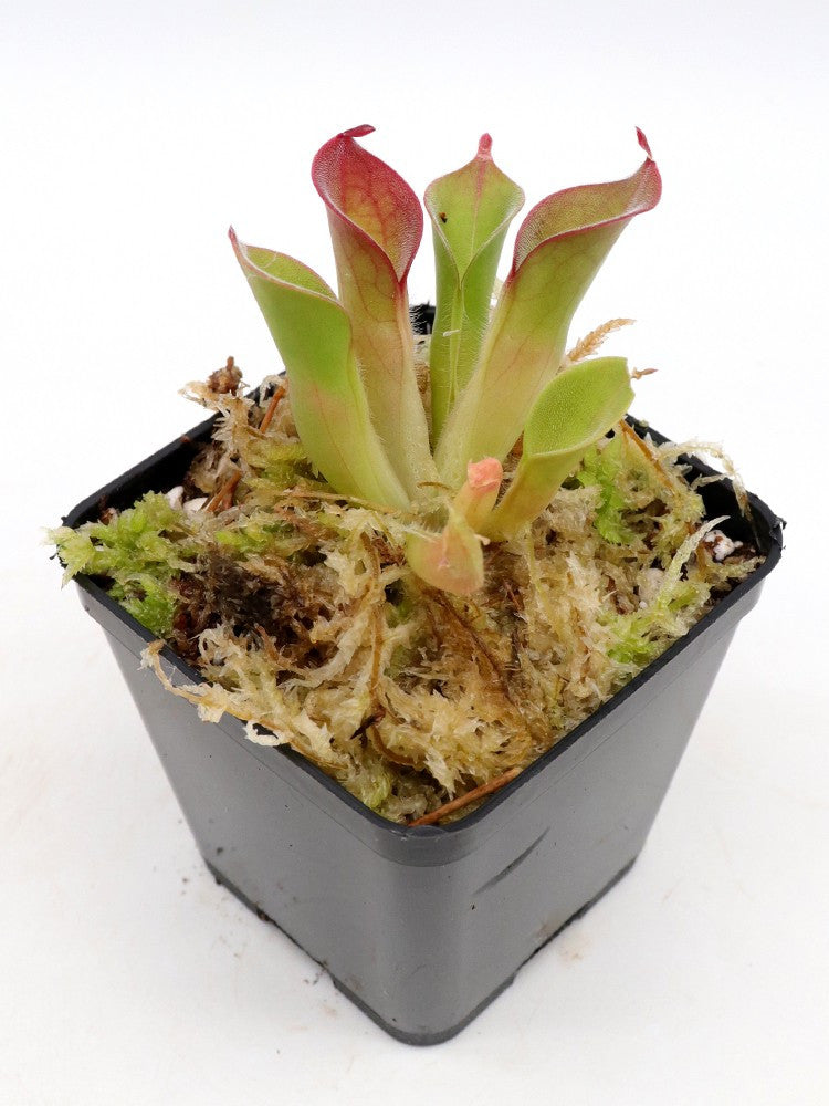 Heliamphora pulchella Churi Tepui (Different clones)