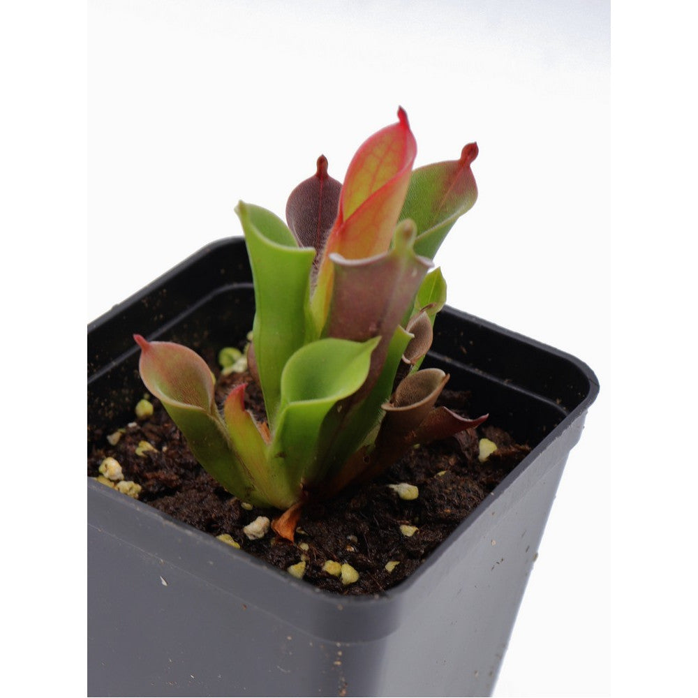 Heliamphora pulchella, easy clone