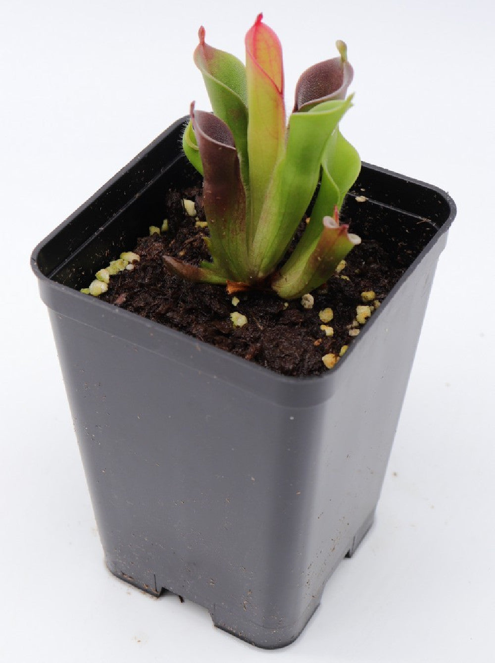 Heliamphora pulchella, easy clone