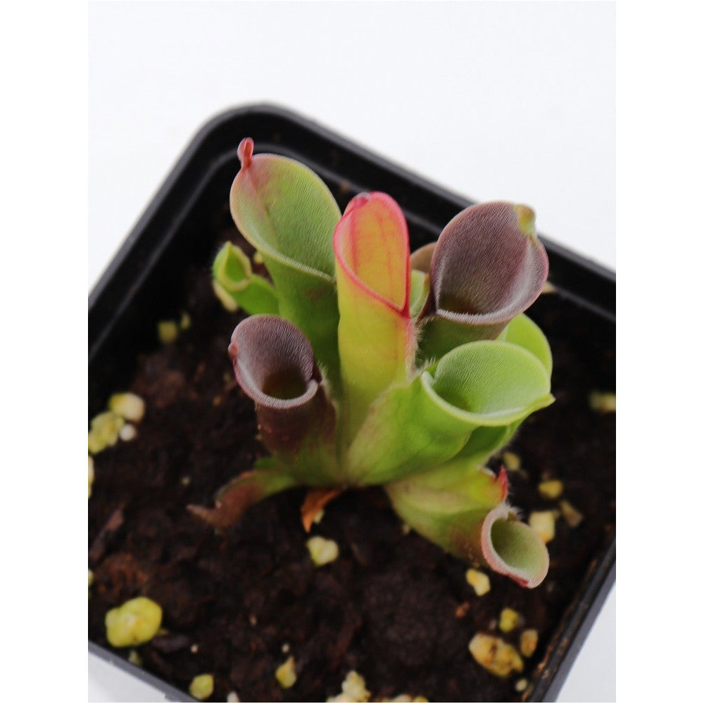Heliamphora pulchella, easy clone