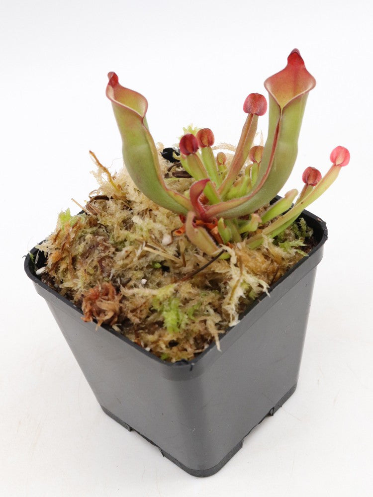 Heliamphora purpurascens Ptari tepui, Venezuela