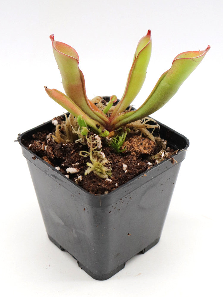 Heliamphora purpurascens Ptari tepui, Venezuela