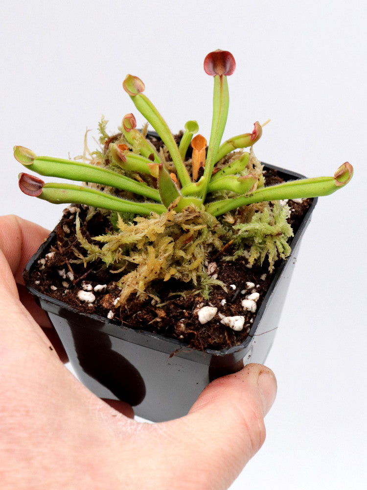 Heliamphora purpurascens Ptari tepui, Venezuela