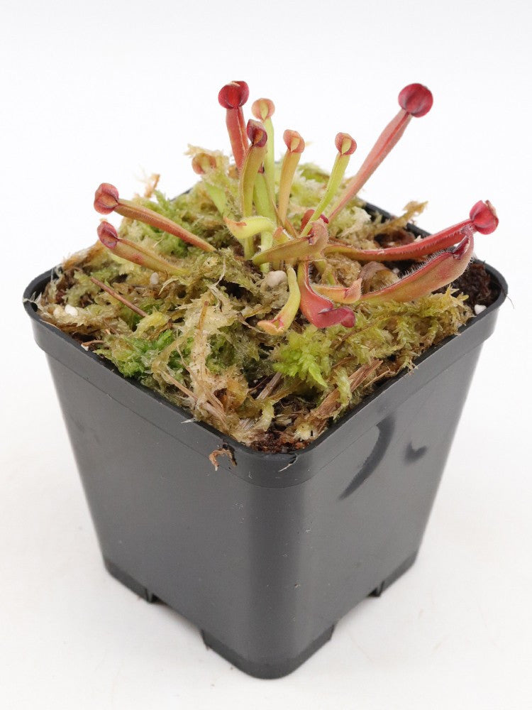 Heliamphora purpurascens Ptari tepui, Venezuela