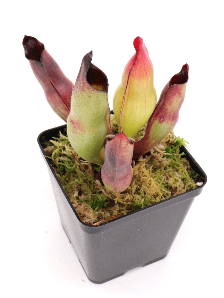 Heliamphora sarracenioides Ptari Tepui, Venezuela