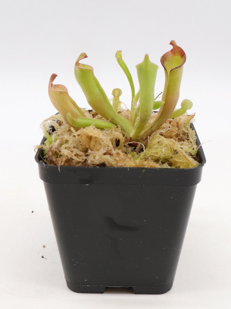 Heliamphora sarracenioides x purpurascens Ptari Tepui