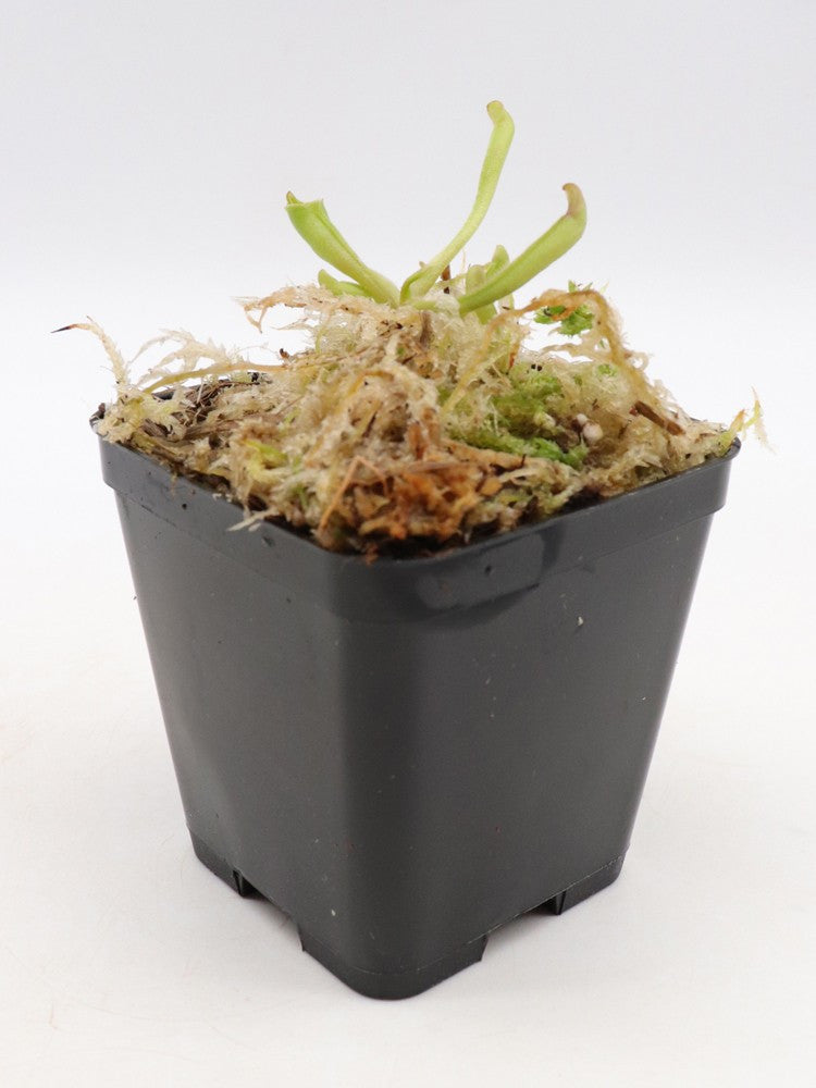 Heliamphora sarracenioides x purpurascens Ptari Tepui