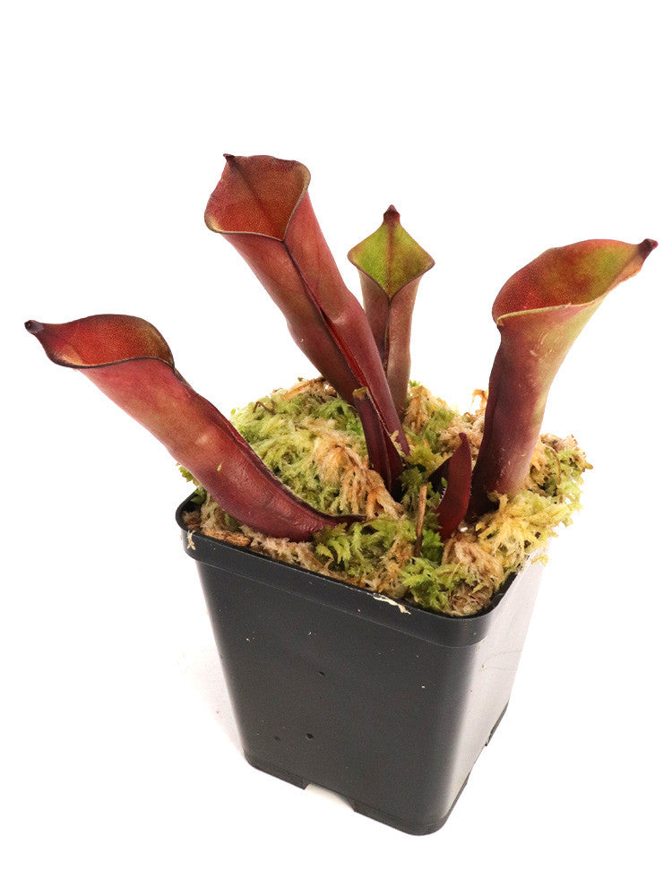 Heliamphora sp. Venamo