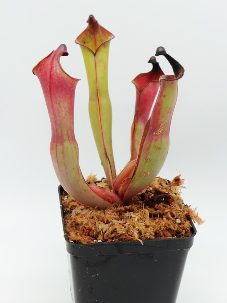 Heliamphora spec. Nov. Angasima