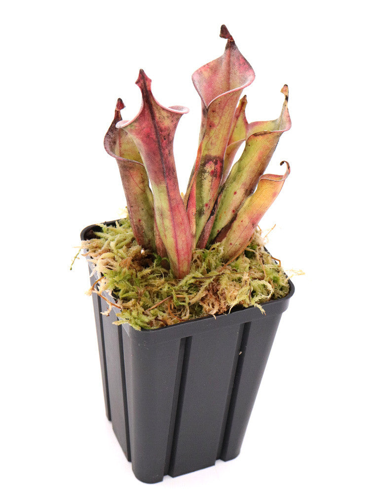 Heliamphora tatei var. tatei Cerro Duida
