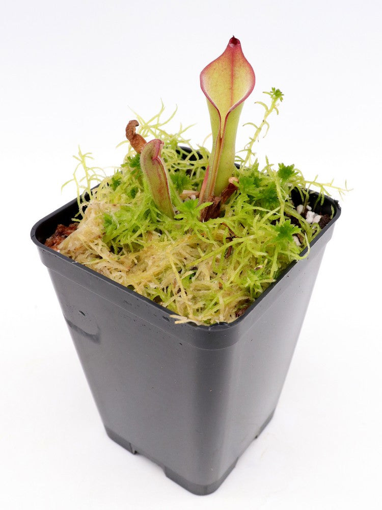 Heliamphora uncinata "Giant clone"