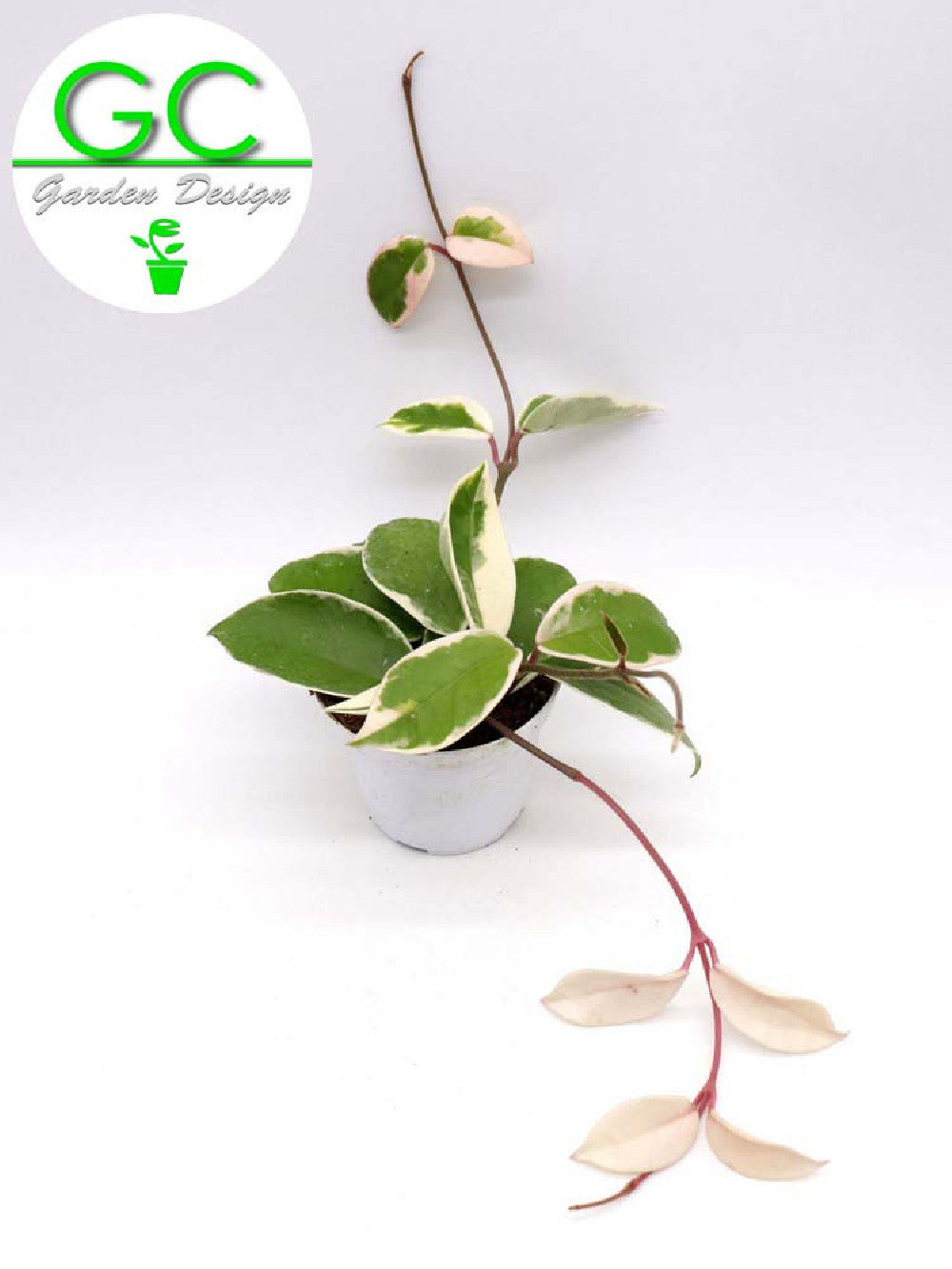 Hoya carnosa variegata - fiore di cera